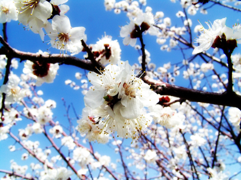 Spring-Plum-Blossom